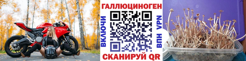 Галлюциногенные грибы Psilocybine cubensis Далматово